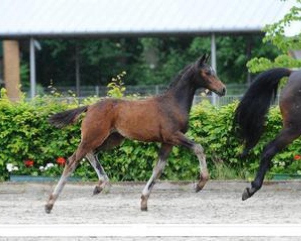 horse Queenie (German Sport Horse, 2012, from Quaterback)