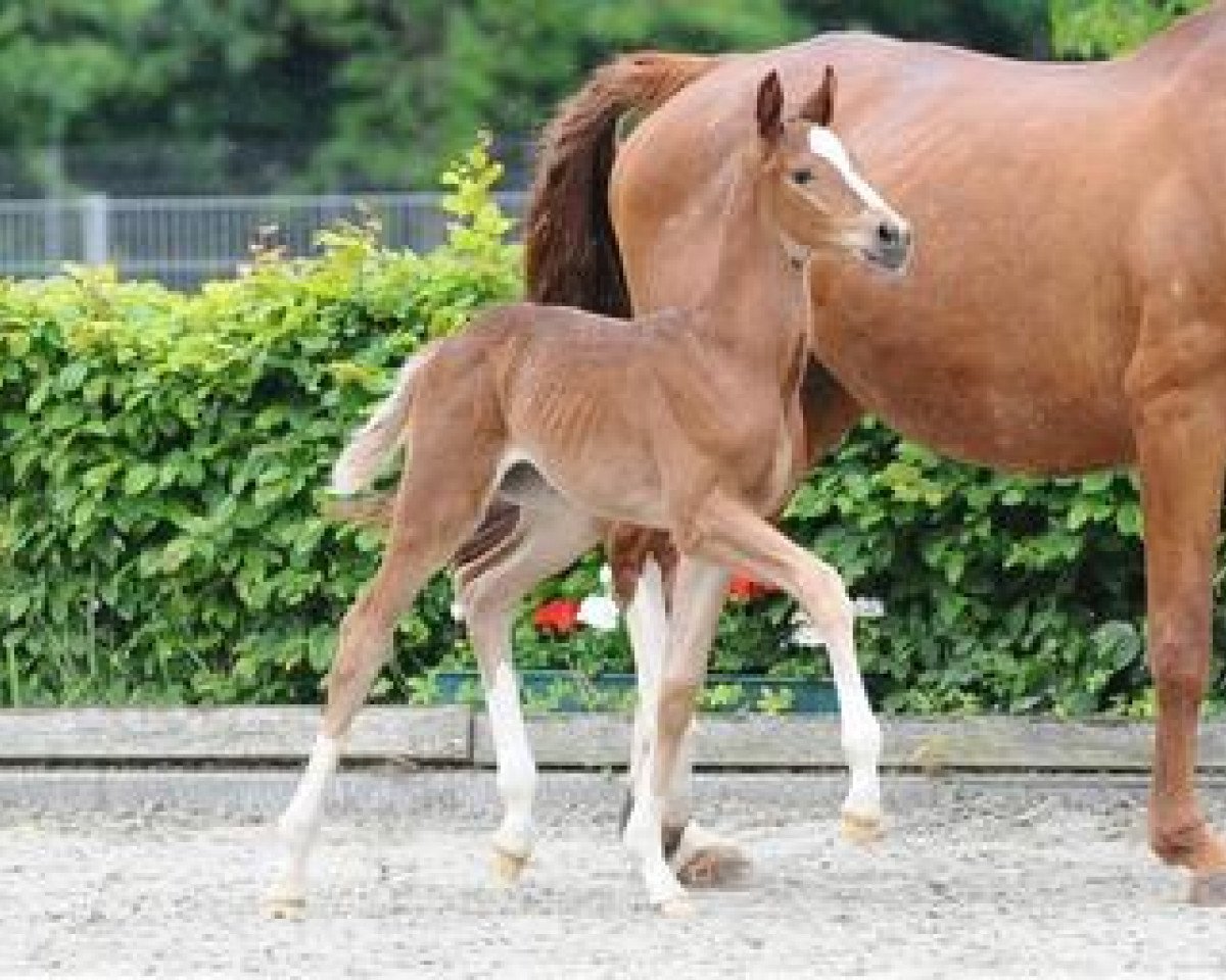 Chovná klisna Quincy (Německý sportovní kůň, 2012, od Quaterback)