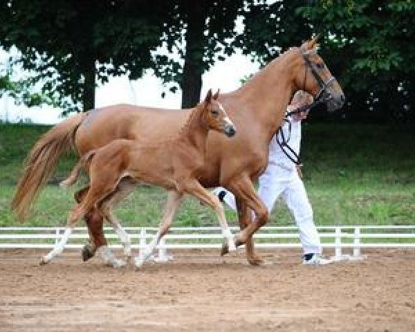 horse Quan Quan (German Sport Horse, 2012, from Quaterback)