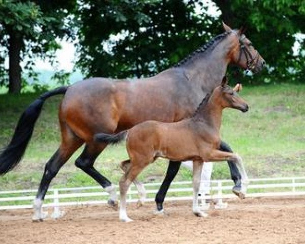 horse Quaters Samba (German Sport Horse, 2012, from Quaterback)
