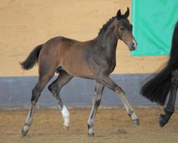 horse See you Soon (Bavarian, 2012, from Surprice)