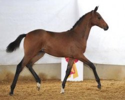 Pferd Unico RR (Bayer, 2012, von Ukato)