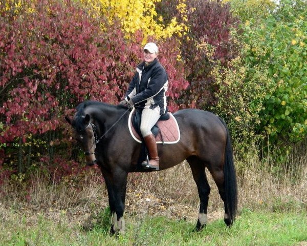 broodmare Brown Beauty 6 (Brandenburg, 2002, from Boritas)