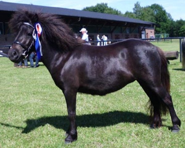 broodmare Weshorns Franka (Shetland Pony, 2009, from Incus)