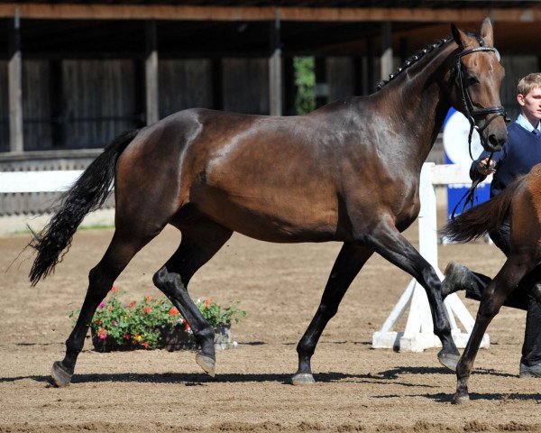 horse Kiwi (Bavarian, 2003, from K2 T)