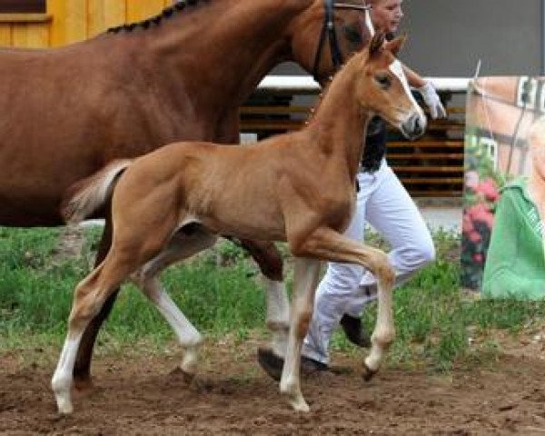 Dressurpferd All Inclusive (Bayer, 2012, von Apache)