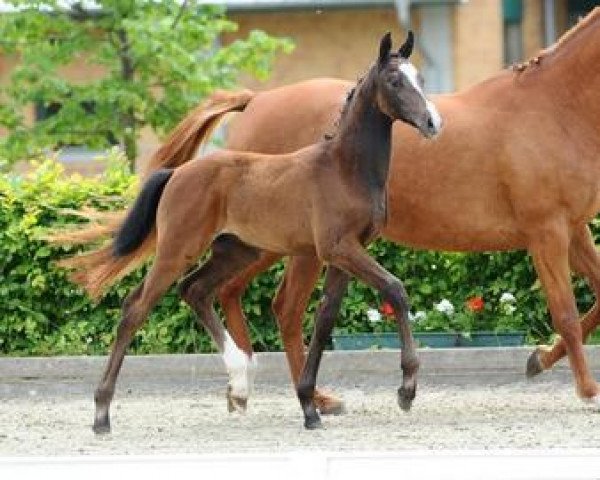 horse Comtaro (German Sport Horse, 2012, from Como)