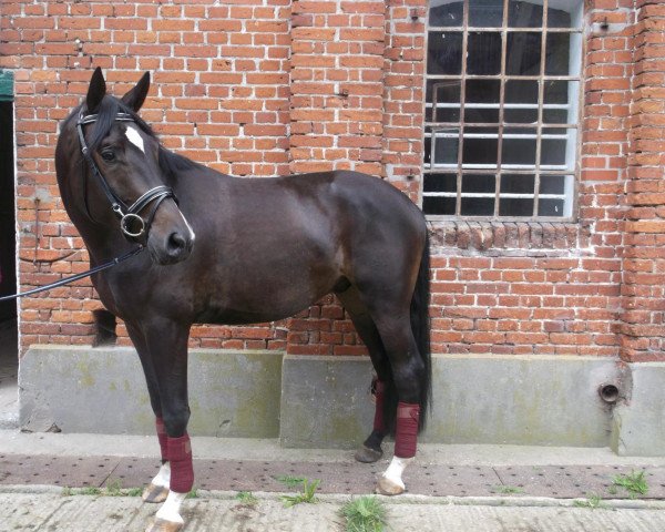 dressage horse Colorado (Trakehner, 2009, from Singolo)