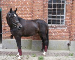 dressage horse Colorado (Trakehner, 2009, from Singolo)