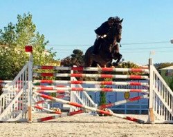 jumper Aron (KWPN (Royal Dutch Sporthorse), 2005, from Emilion)