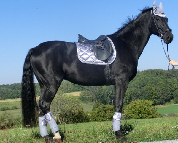 Zuchtstute Dornenfee (Württemberger, 1998, von Dornenkönig)