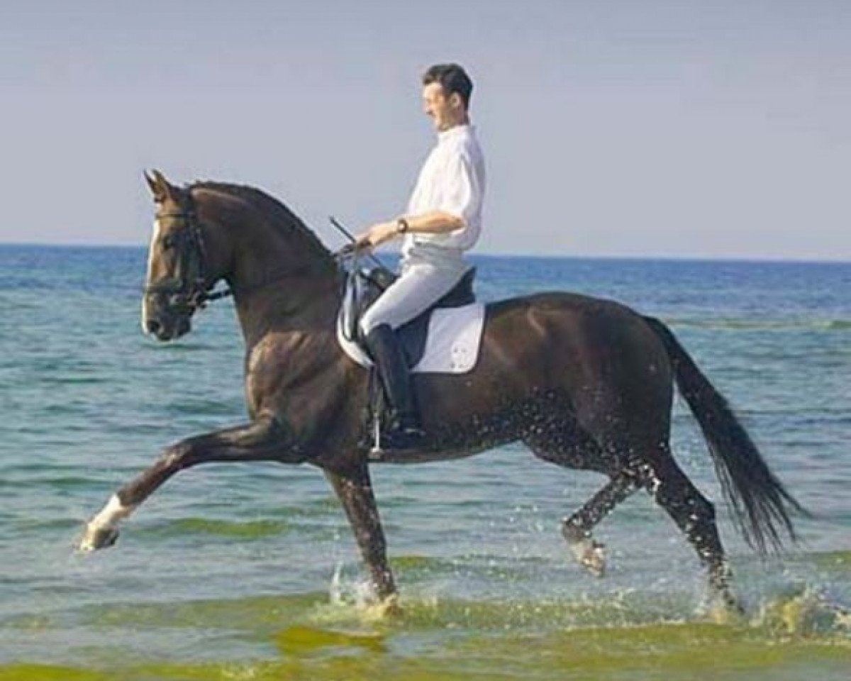 stallion Dream of Heidelberg II (Rhinelander, 1998, from Donnerschlag)