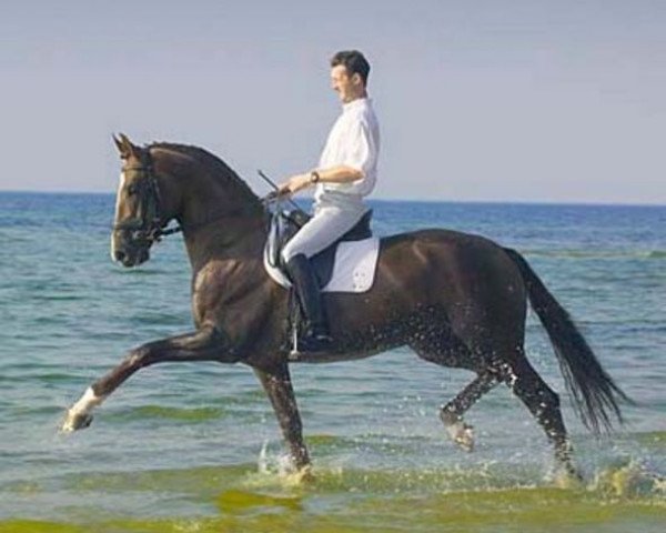 stallion Dream of Heidelberg II (Rhinelander, 1998, from Donnerschlag)