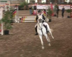 dressage horse Sahra 35 (unknown,  )