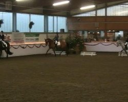 dressage horse Nemo 355 (Arabo-Haflinger, 2006, from Ninjo)