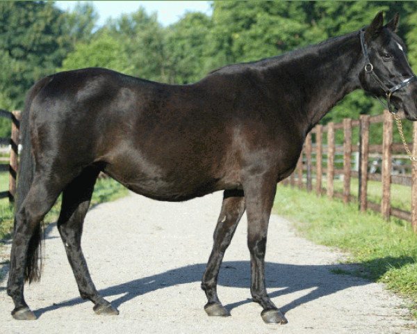 broodmare Fraulein Tobin xx (Thoroughbred, 1982, from J.O.Tobin xx)