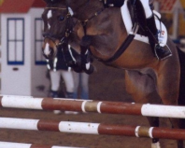 jumper Natan (German Riding Pony, 2002, from Nuts)