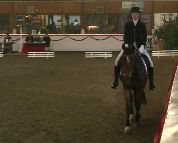 broodmare Ramba Zamba 16 (Westphalian, 2005, from Rubin Royal OLD)