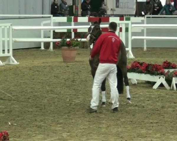 dressage horse Van Tastico (German Riding Pony, 2010, from Van Heinrich)