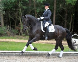 dressage horse Ninke 2 (Friese, 2003)