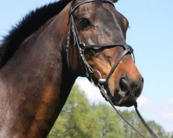 horse Jim Knopf (Westphalian, 1997, from Jabot) horse Jim Knopf (Westphalian, 1997, from Jabot)