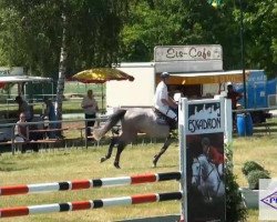 jumper Solo Uno (Oldenburg show jumper, 2007, from Silvio I)