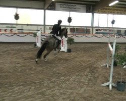 jumper Le Petit Prince 11 (German Warmblood, 2003, from Levisto Z)