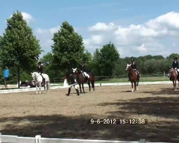 dressage horse Lukas O (German Riding Pony, 1999, from Lucky Strike)