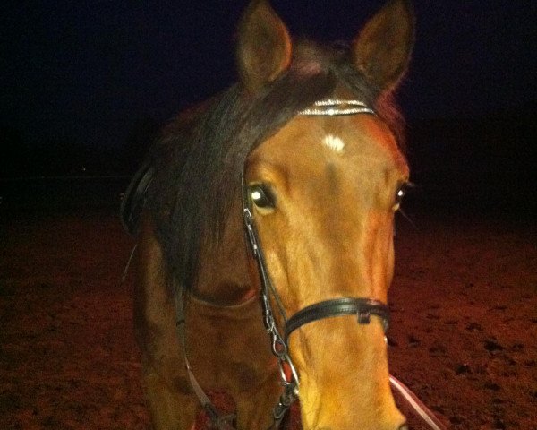horse Avant's Chamb P (German trotters, 2008, from Titan Way (DE))