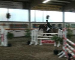 jumper Anatoll 12 (Hanoverian, 2002, from Acorado I)