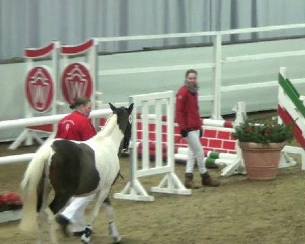 horse Olivius (Lewitzer, 2010, from Olli T.)