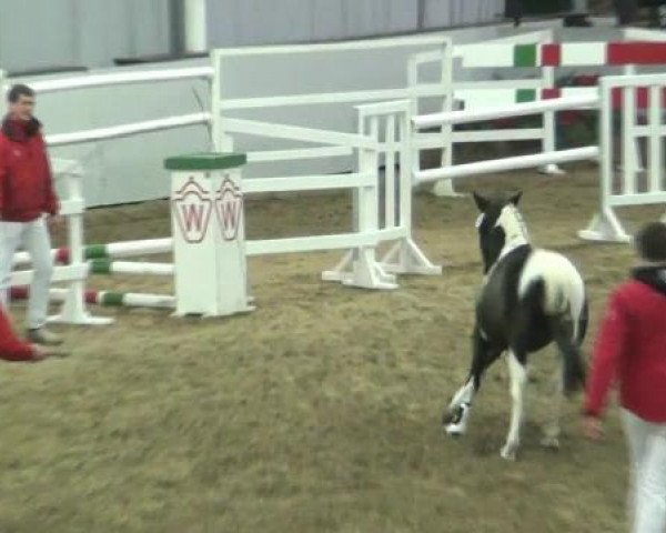 horse Orlino (Lewitzer, 2010, from Olli T.)