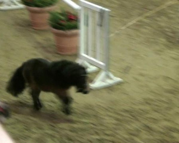 Pferd Iquitos von der Wacholderheide (Shetland Pony (unter 87 cm), 2010, von Isonzo vom Soestblick)