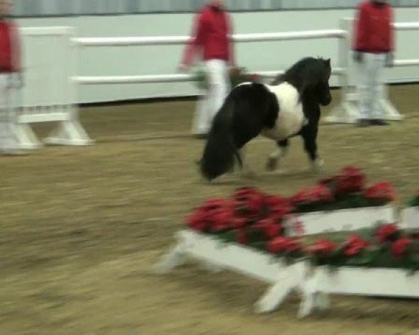 stallion Diablo v.Willem’s Hof (Shetland Pony, 2010, from Topper van de Kortenhof)