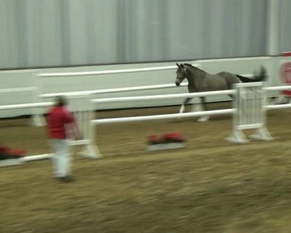 Dressurpferd Steverheides Vuvuzela (Deutsches Reitpony, 2010, von Marienhof's Voyou)