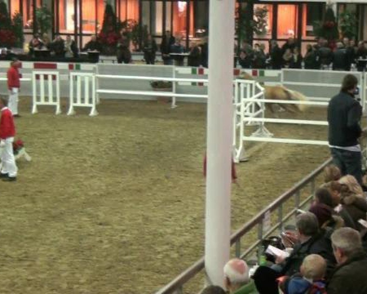 Dressurpferd Deep Magic (Deutsches Reitpony, 2010, von Danilo 80)