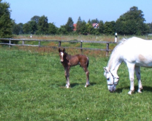 broodmare Sinfonie (Rhinelander, 1983, from Ridder)