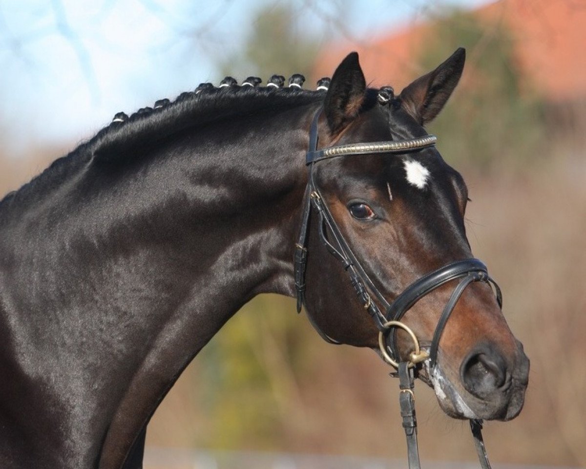 Deckhengst Dallmeyer (Hannoveraner, 2006, von Dauphin)