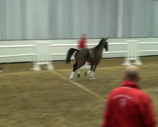 horse Hengst von Clooney AT (German Riding Pony, 2010, from Clooney AT)