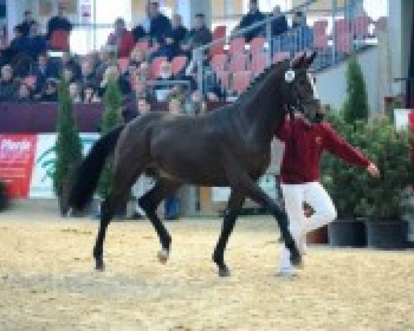 Deckhengst Hengst von Samba Hit I (Deutsches Sportpferd, 2010, von Samba Hit I) Deckhengst Hengst von Samba Hit I (Deutsches Sportpferd, 2010, von Samba Hit I)