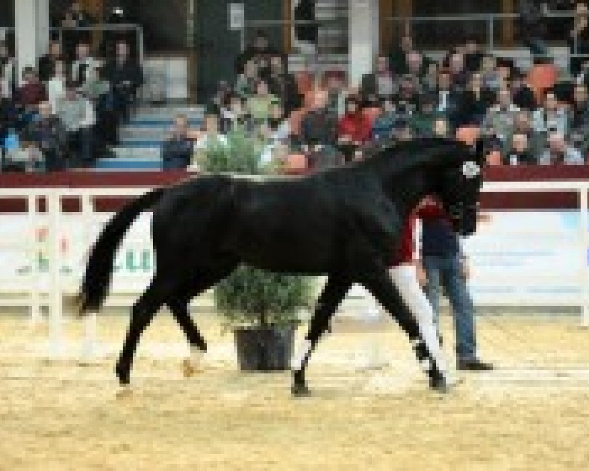 Dressurpferd Sambi 3 (Deutsches Sportpferd, 2010, von Samba Hit II)