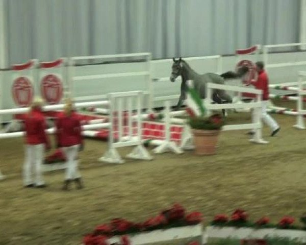 stallion Der kleine Schneesturm RB (Westphalian, 2010, from Dream of Lord)