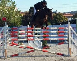 jumper Agropoint Cermit (Holsteiner, 2005, from Contender)