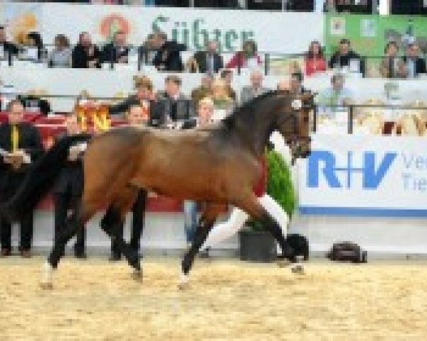 horse Aramis 598 (German Sport Horse, 2010, from Abke 4)