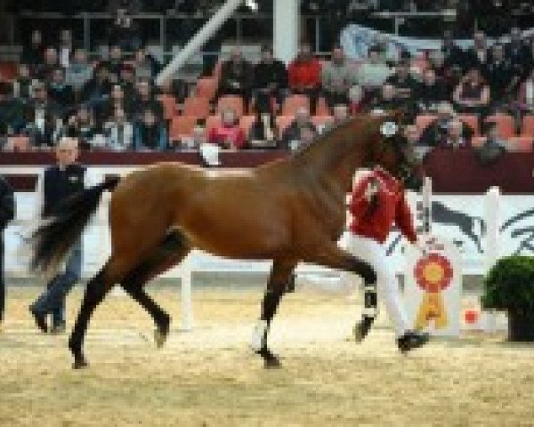 horse Chinquao (Westphalian, 2010, from Chin Quin)