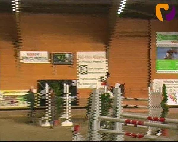 Springpferd Zidane 19 (KWPN (Niederländisches Warmblut), 2004, von Gentleman)