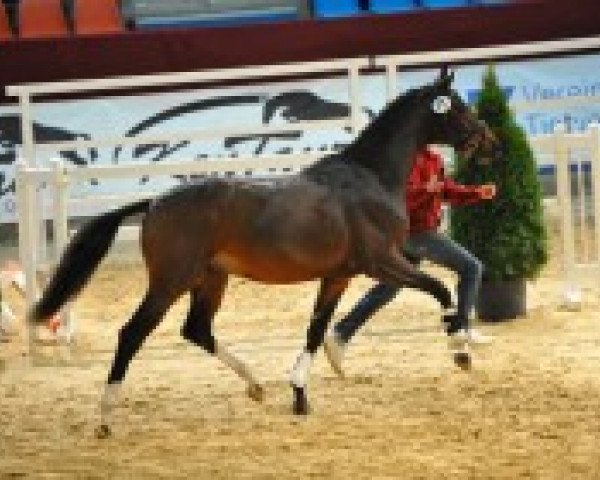horse Hengst von Christ (German Sport Horse, 2010, from Christ)