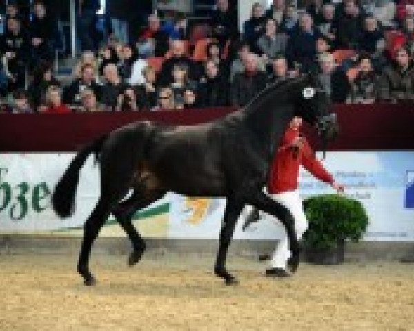Pferd Hengst von For Contest (Westfale, 2010, von For Contest)