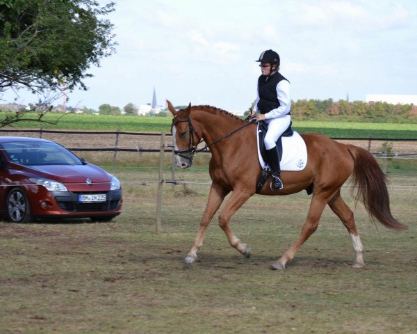 Pferd Sir Ashley (Rheinländer, 2007, von Sandro Classic)