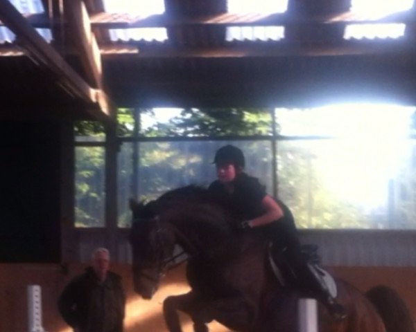 jumper Stingray 3 (Hanoverian, 2005, from Stolzenberg)